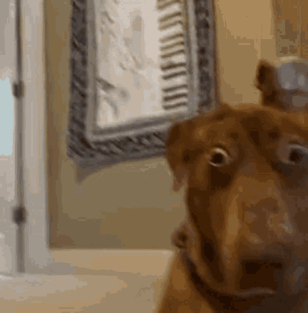 Dog GIF